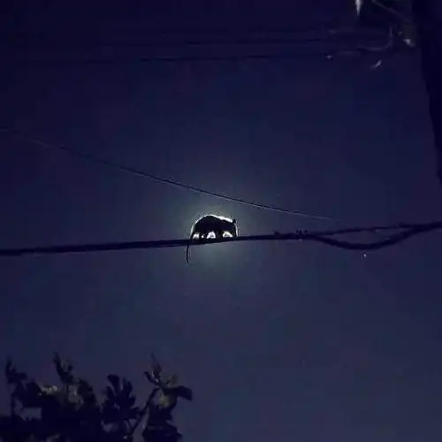 氛围感背景图你身上的温柔是克莱因蓝加一点莫奈的灰
