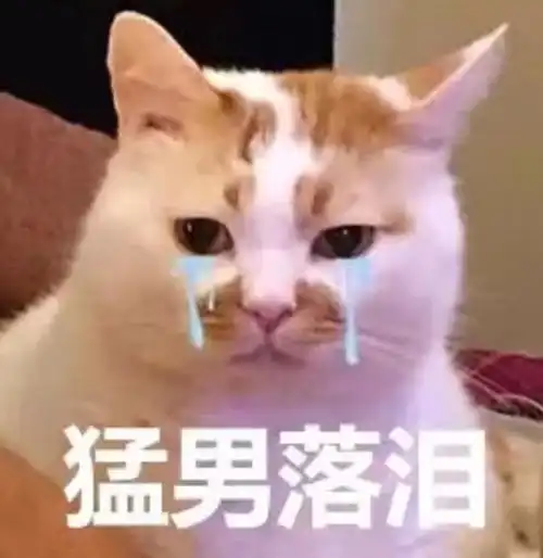 猫咪吐毛应该吃什么猫咪为什么会掉毛
