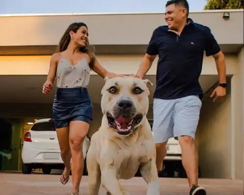 情侣带爱犬拍婚前纪念照,结果焦点全都在失控狗狗身上
