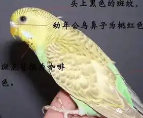 虎皮鹦鹉的10大品种附大图
