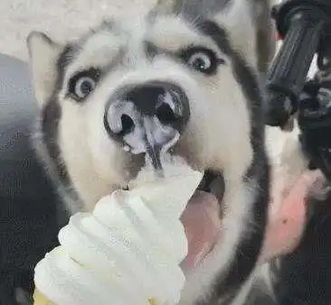 这些白眼狼狗狗真气人,食物都比主人重要
