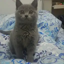 看我家蓝猫是不是不太纯哦
