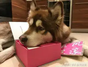 王思聪爱犬情人节晒照打脸单身狗连狗都收到花了,不能嘲笑狗了
