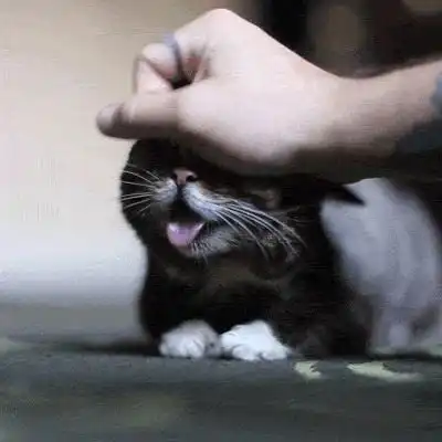 母猫配种太凶公猫不敢靠近怎么办
