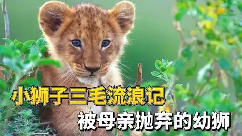 呆萌小狮子被狠心妈妈抛弃,数次战胜死神,最终赢来生命奇迹
