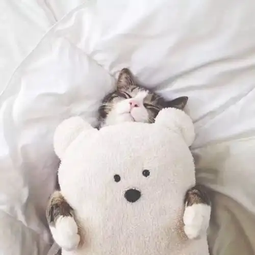 三个月的猫咪总喜欢咬人怎么办
