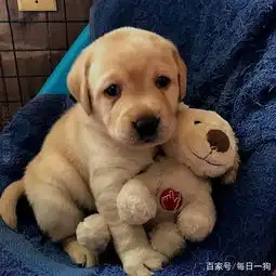 在带娃这件事上,狗子的脑回路永远让人猜不透
