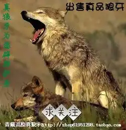 哪里有卖真狼牙项链的
