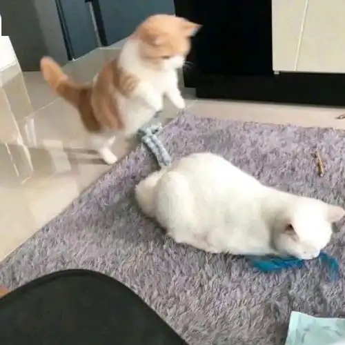 情侣头像
