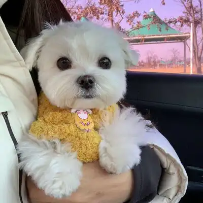萌狗头像呆萌狗狗图片头像可爱
