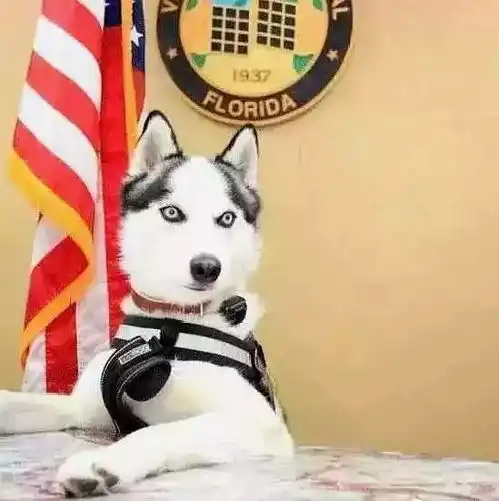 二哈当警犬很不靠谱,但它的能力却大受认可,这份工作很适合它
