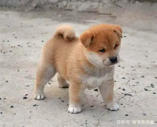 为什么这么多人喜欢饲养秋田犬
