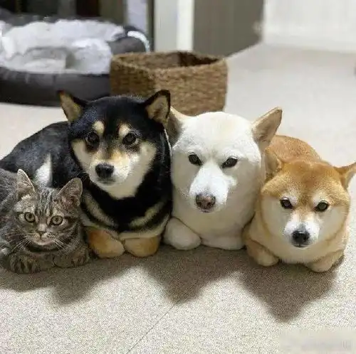 人生第一个双马尾
