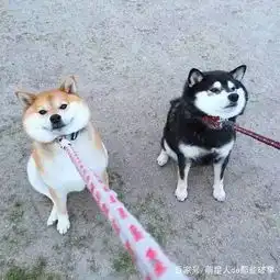 猫和狗听到出去玩和回家的反应,完全不一样
