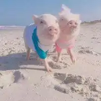 可爱猪猪情侣头像高清微信头像图片大全
