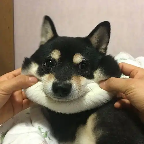 哈哈哈,好想捏一把狗狗
