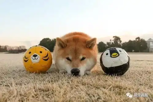 可爱的柴犬照片集锦,呆呆的萌样子好可爱
