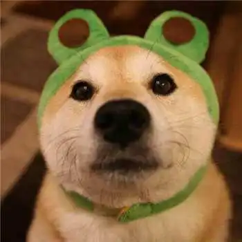 柴犬恋人头像2021新款,情侣头像图片
