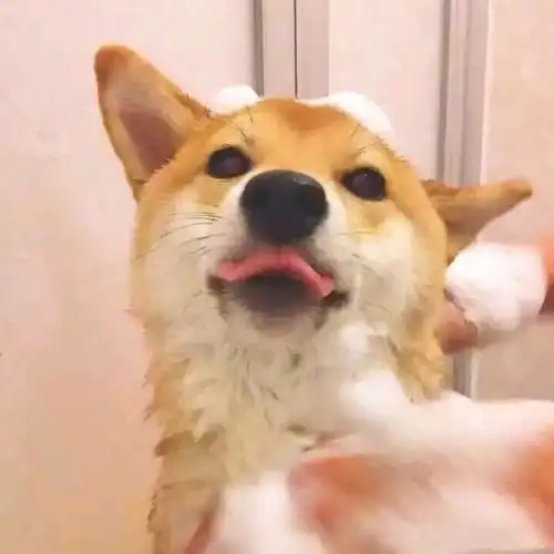 情头丨情侣头像
