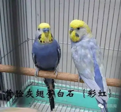 虎皮鹦鹉常见10个品种图鉴带大图
