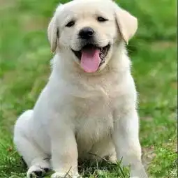 纯种拉布拉多犬可上门挑选
