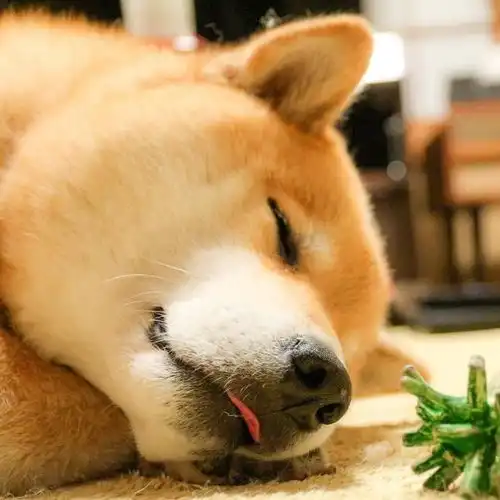 狗狗常见疾病预防之犬瘟热
