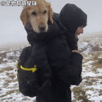 金毛在雪山意外失踪两周,暖心情侣用妙计带狗步行10公里为它找家
