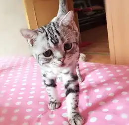 猫咪闷闷不乐被称世界上最悲伤喵星人
