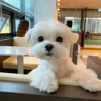 萌狗头像呆萌狗狗图片头像可爱

