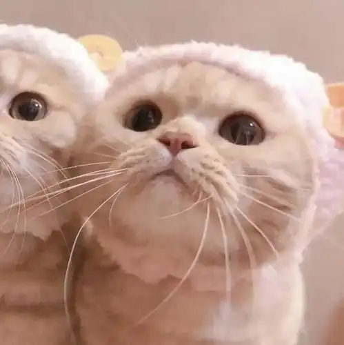 情侣头像这波猫咪情头我i了

