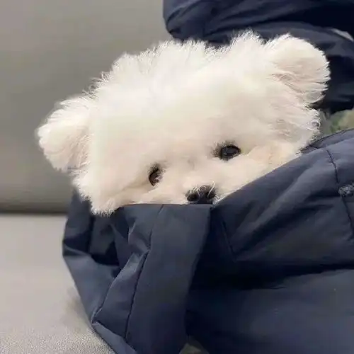 朋友圈背景快乐是一种本领
