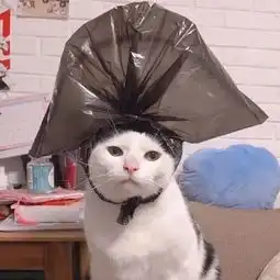 假期结束,来吸猫打鸡血吧
