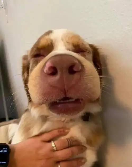 边牧是边牧,狗是狗,澳牧是牧羊犬中的二哈
