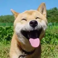 情侣头像搞笑逗比动物微信头像图片大全
