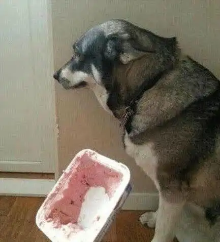 狗子犯错后竟然这样做忍不住笑喷
