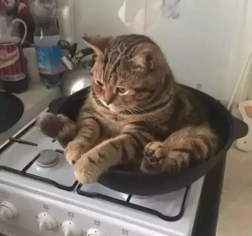 爆笑猫图表情包又来啦
