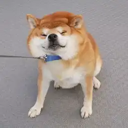 日这只出生85天的小柴犬,看完真的太治愈了
