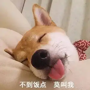 狗不如猫一万多年前,人类就开始养狗了

