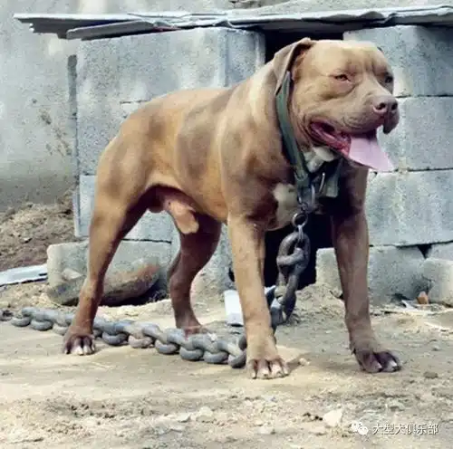 世界上超凶猛的犬类,第一种被咬住就等于被判死刑,第二种富翁才养得起
