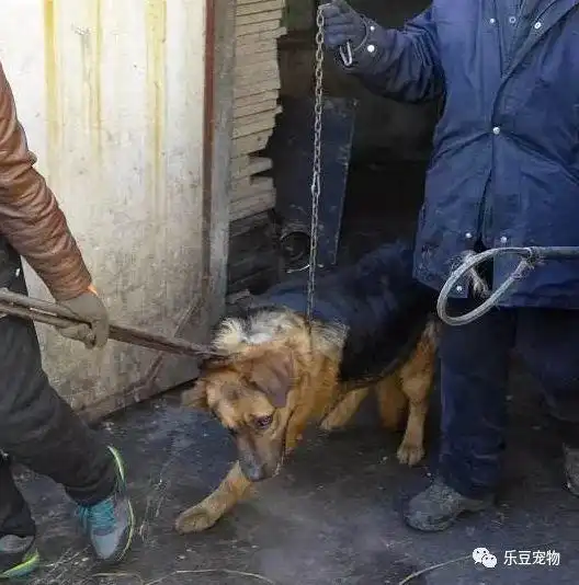 屠宰场的狗狗百态二哈不在调皮,金毛落泪,德牧颤抖
