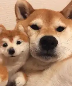 柴犬头像合集,超级呆萌可爱,00后们最爱用的情侣头像
