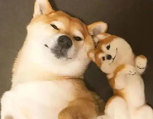 本以为养了一只柴犬,却是一只猫的性格,这四个理由让你不容拒绝
