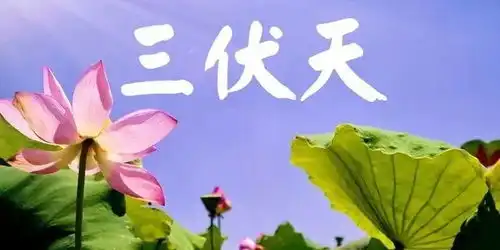 三伏天经典早安祝福语图片2021入伏天微信祝福语,适合群发
