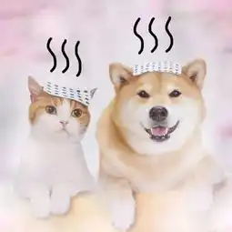 岛国的人气旅行猫和柴犬,这对cp好萌
