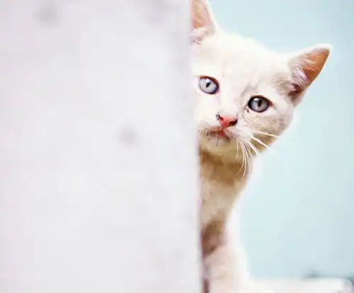 毛绒绒的宠物猫,眼睛大大的十分可爱
