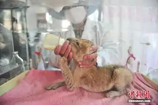 长臂猿抱着刚出生的小狮子关系亲昵呆萌可爱
