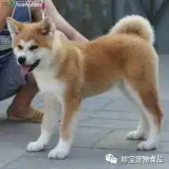 如何判断狗狗是否健康一
