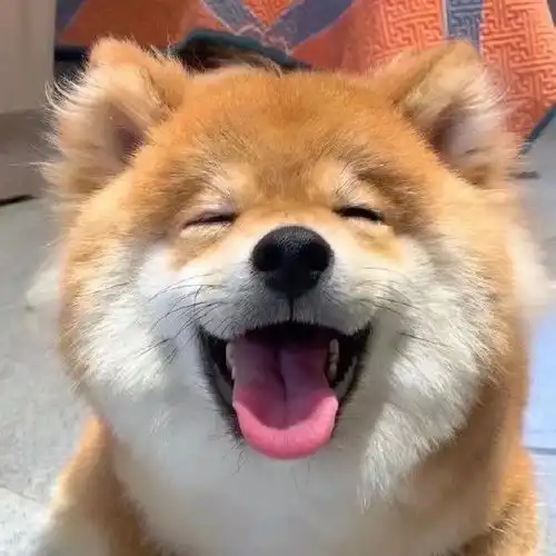 超可爱的狗狗头像,萌宠头像,保存起来
