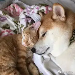 内心住着喵星人的柴犬,看到这橘喵的第一眼起,再也撒不开爪
