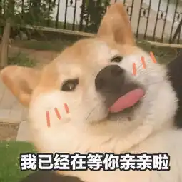 搞怪头像摸摸小猪头,万事不用愁
